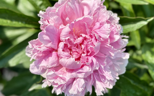 �1764313 �������(a): ����������:2560x1600